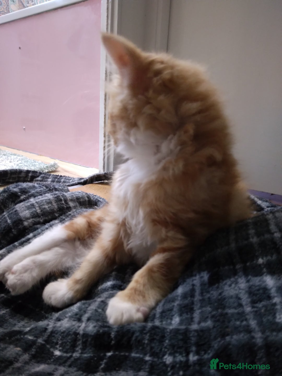 Mixed Breed cats for sale: Ragdoll cross kittens - Image 14