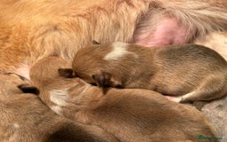 Welsh Corgi Pembroke dogs for sale: KC Registered, Extensively DNA tested clear female - Image 2