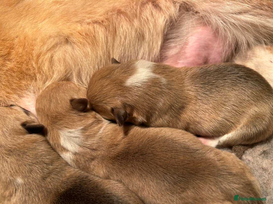 Welsh Corgi Pembroke dogs for sale: KC Registered, Extensively DNA tested clear female - Image 2