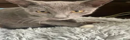 Domestic Shorthair cats for sale: Gorgeous Grey and White Kittens For Sale - Advert 1