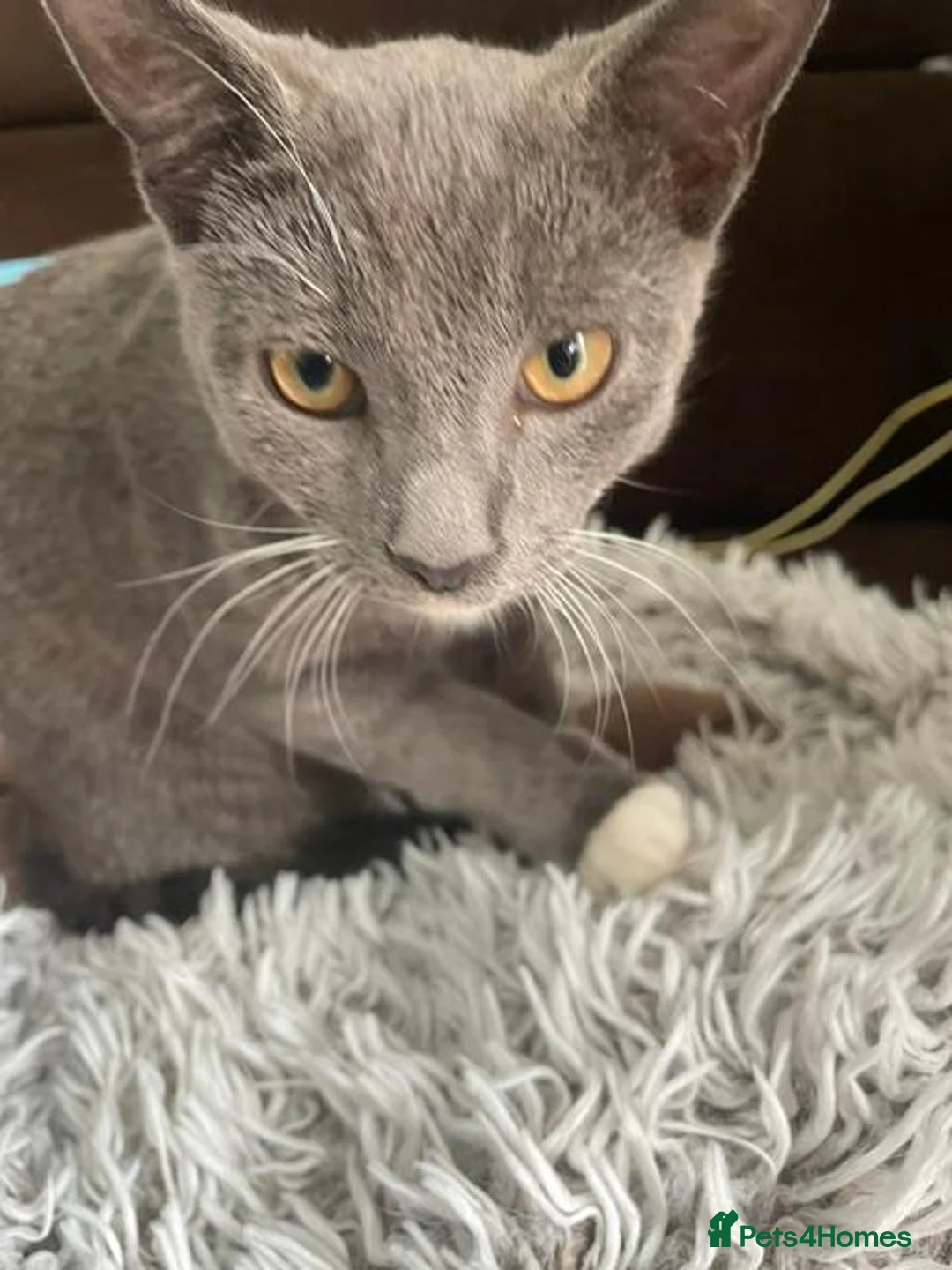 Domestic Shorthair cats for sale: Gorgeous Grey and White Kittens For Sale - Advert 1