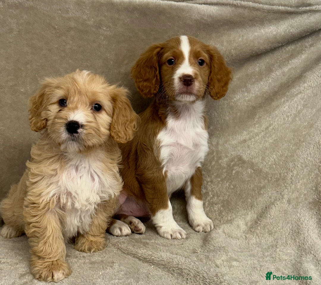 Cockapoo dogs for sale: Stunning cockapoo puppies  - Advert 12