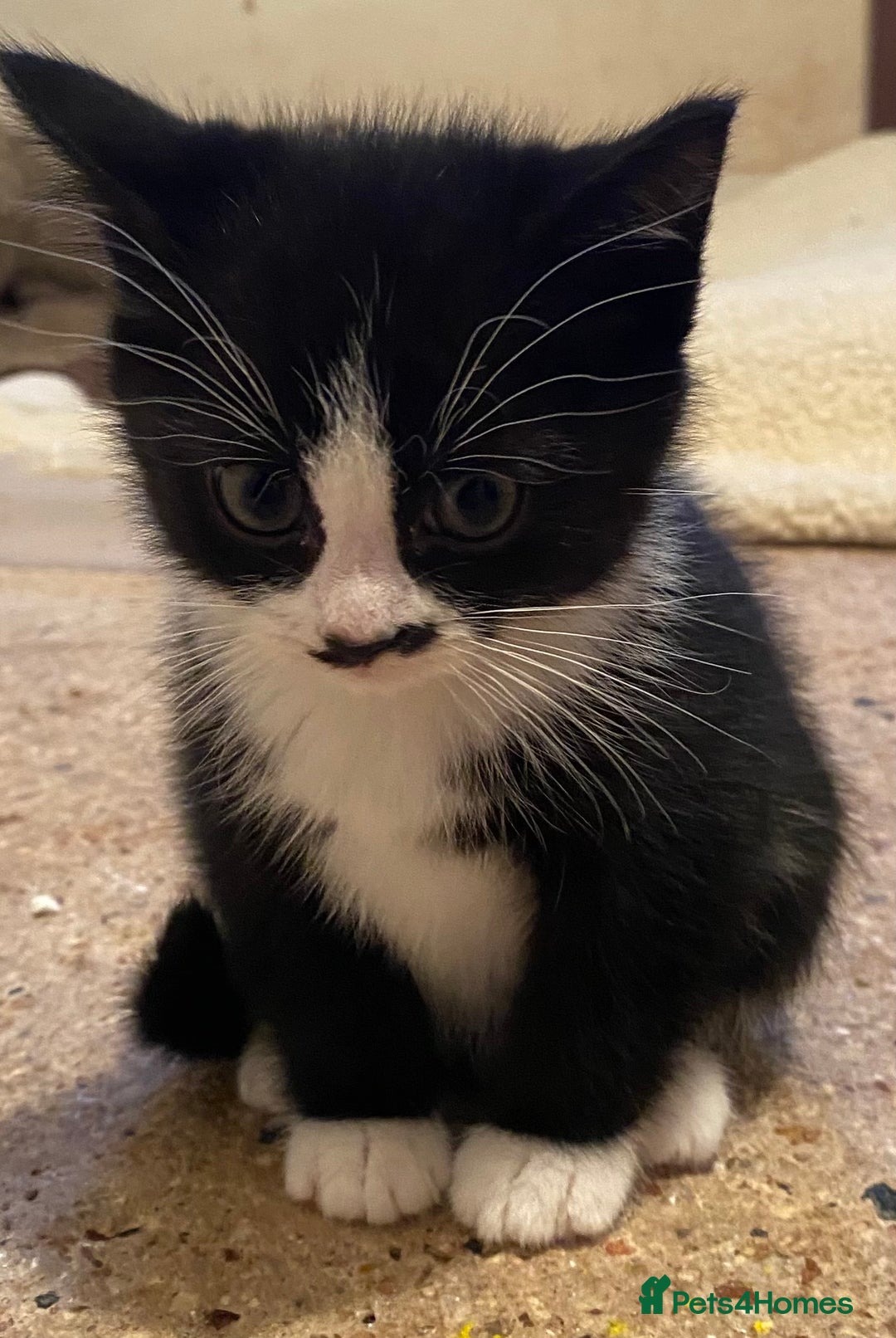 Mixed Breed cats for sale: Stunning part Siamese kittens ready now - Advert 14