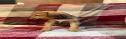 Mixed Breed dogs for sale: 🐾 STUNNING DOBERMAN × LURCHER PUPPIES 🐾 - Advert 14