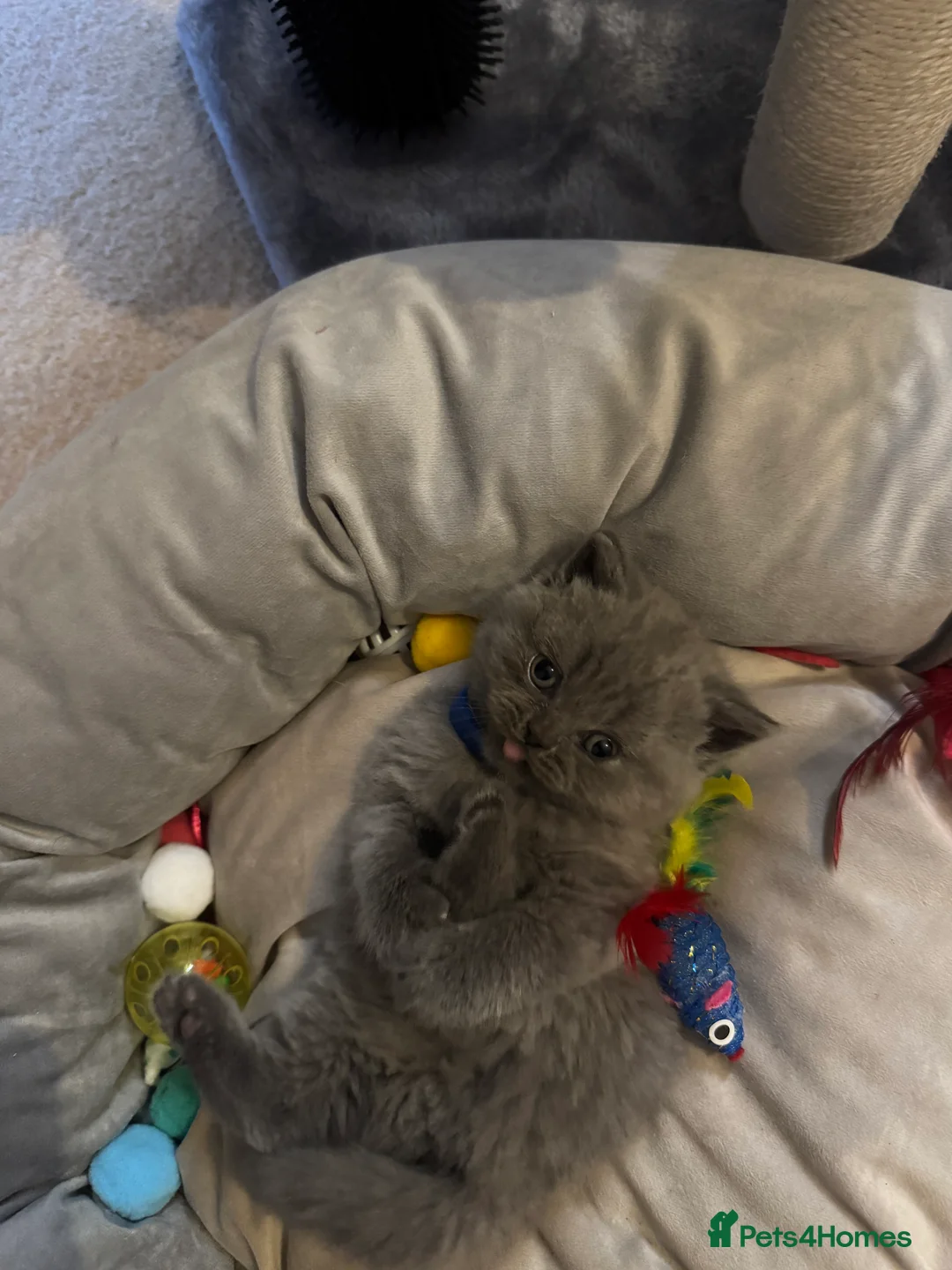 British Shorthair cats for sale: Fluffy and healthy British shorthair kittens - Advert 8