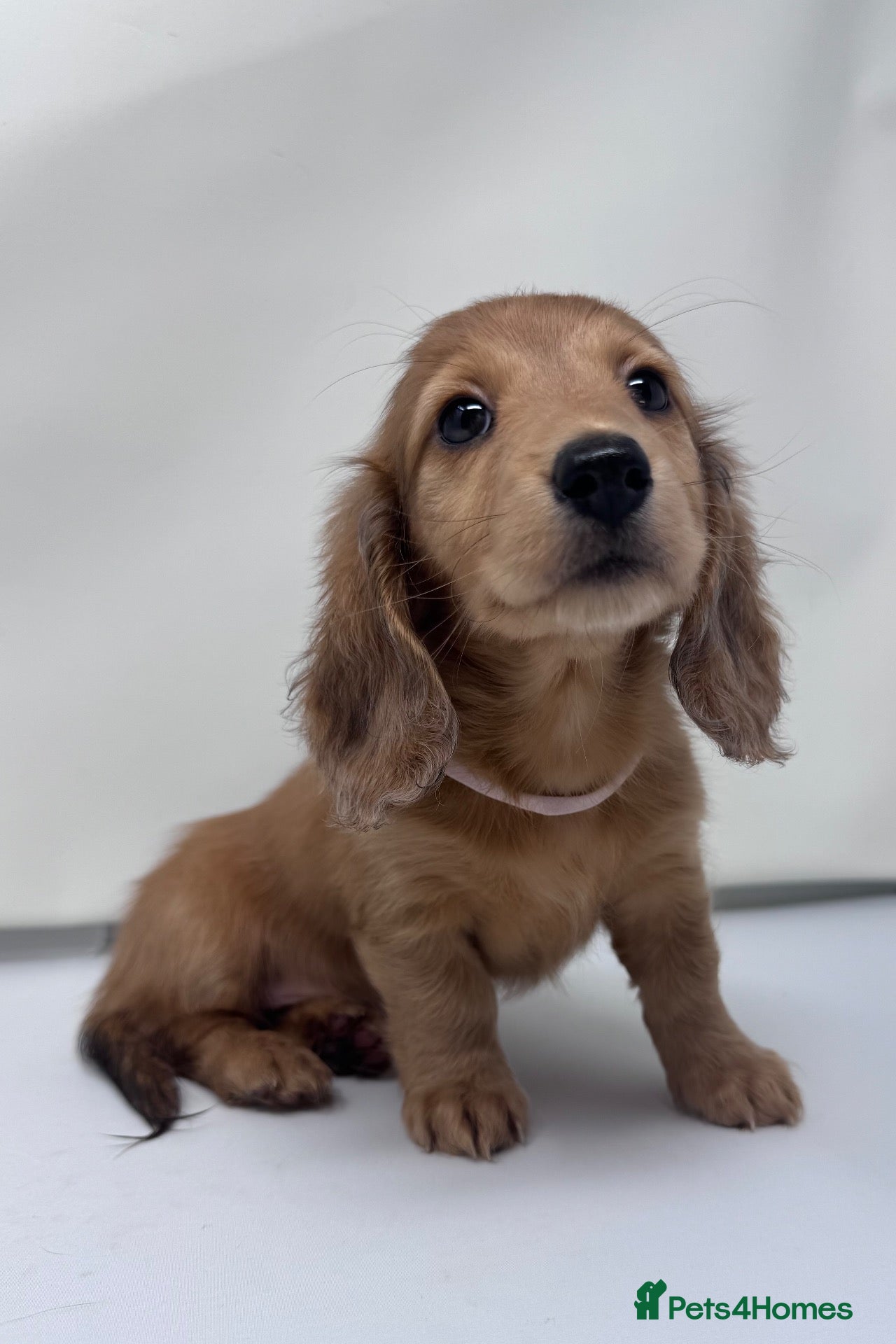 Miniature Dachshund dogs Beautiful long hairs mini dachunds  - Advert 17