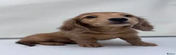 Miniature Dachshund dogs for sale: Beautiful long hairs mini dachunds  - Advert 1