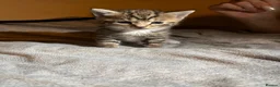 Mixed Breed cats for sale: 4 beautiful fluffy kittens, available now! - Advert 28