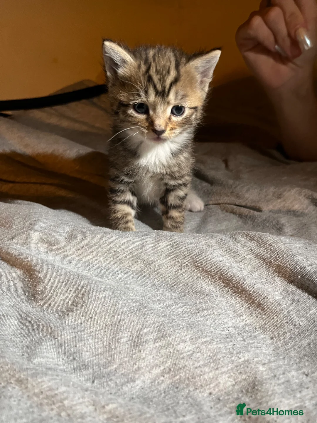 Mixed Breed cats for sale: 4 beautiful fluffy kittens, available now! - Advert 28