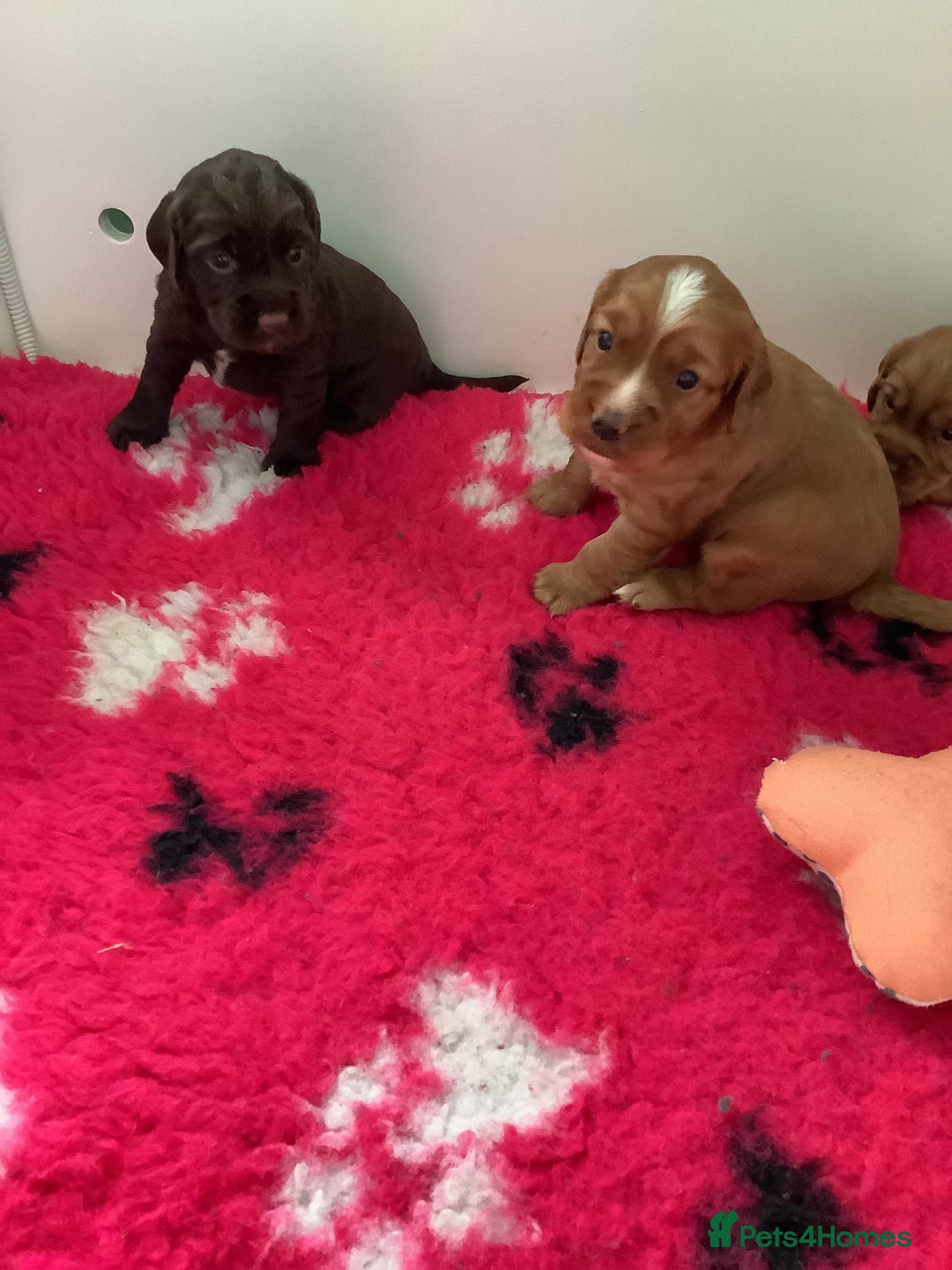 Cocker Spaniel dogs for sale: For sale 1 male working cocker spaniel - Image 3