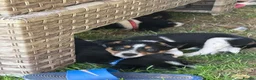 Border Collie dogs for sale: Border collie pups ready to leave now - Advert 9