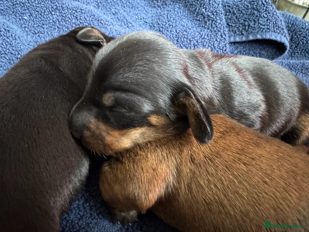 Miniature Dachshund dogs for sale: Gorgeous girls Mini Dachshund  - Advert 4