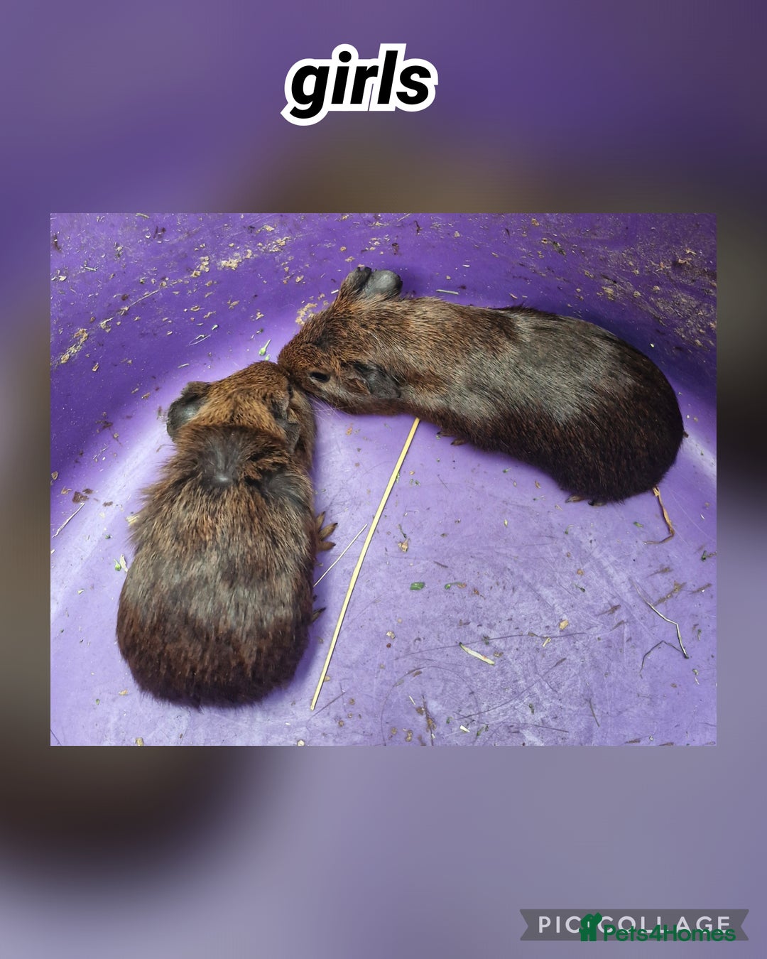 Guinea Pig rodents for sale: **Guinea pigs smooth coat ready now** - Advert 1