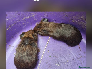 Guinea Pig rodents **Guinea pigs smooth coat ready now** - Advert 1