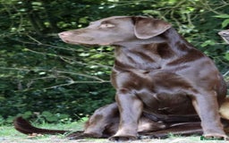 Labrador Retriever dogs for sale: KC Reg Fully Health Tested Black Labrador Puppies - Image 20