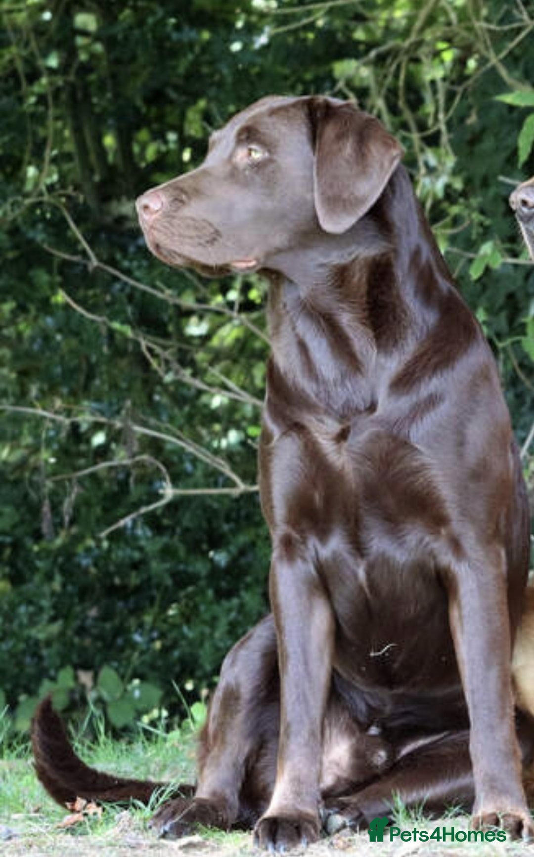 Labrador Retriever dogs for sale: KC Reg Fully Health Tested Black Labrador Puppies - Image 20