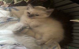 Ragdoll cats for sale: BEAUTIFUL RAGDOLL KITTENS - Image 5
