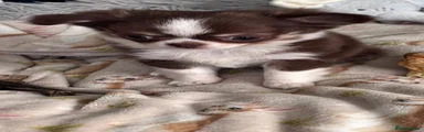 Chihuahua 1
