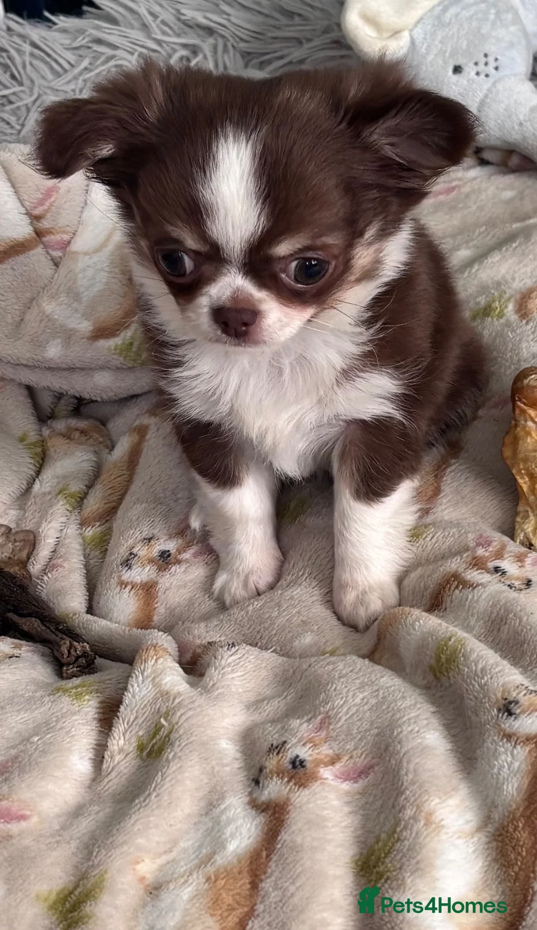 Chihuahua dogs for sale: Pretty tiny girl  - Advert 11
