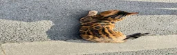Bengal cats for sale: Ticca registered active male  - Advert 6