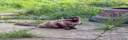 Mixed Breed cats for sale: Black & white and tortoise shell kittens - Advert 2