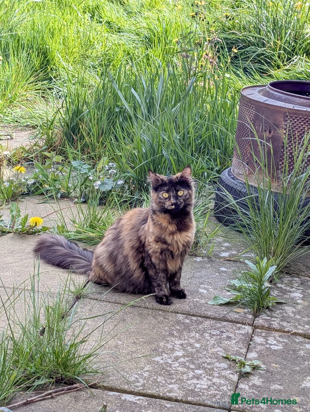Mixed Breed cats for sale: Black & white and tortoise shell kittens - Advert 2
