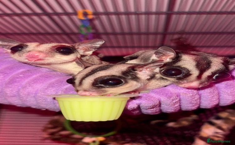 Sugar Glider rodents - Advert 1