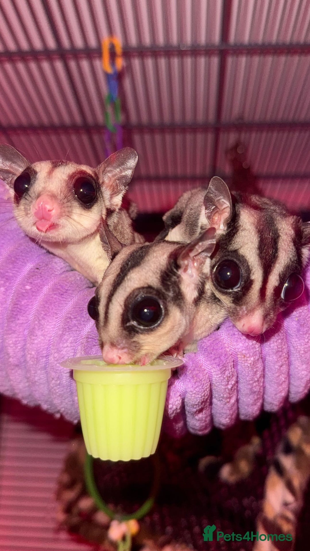 Sugar Glider rodents for sale: 3 Sugar Gliders for sale - Image 1