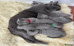 British Shorthair cats for sale: British Short Hair Kittens  - Image 3