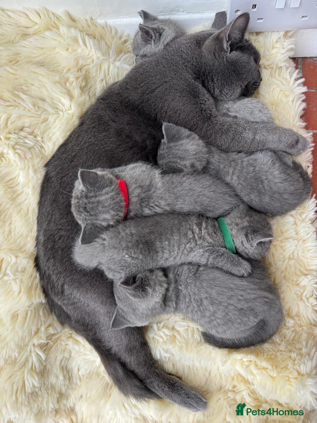 British Shorthair cats for sale: British Short Hair Kittens  - Image 3