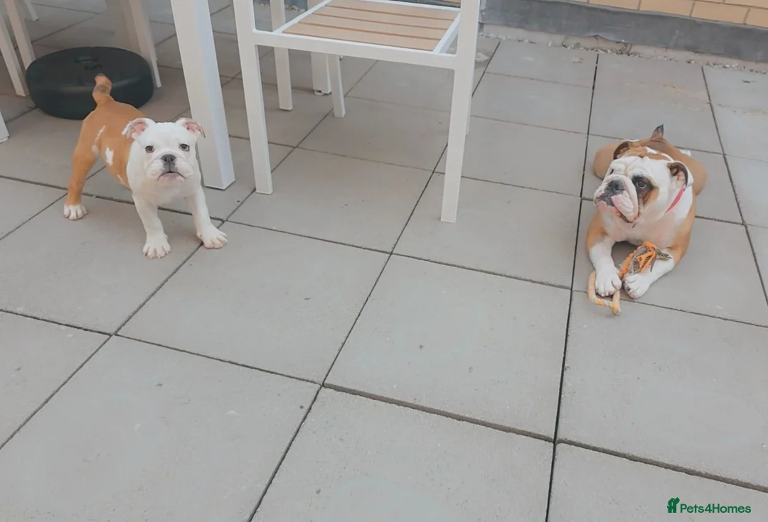 English Bulldog dogs for sale: English bulldog pups kc reg (READY NOW)   - Advert 2