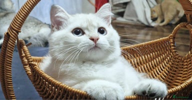 British Shorthair cats - Advert 7