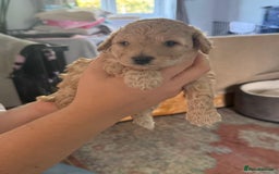 Cockapoo dogs for sale: F1BB Toy Cockapoo puppies - Image 12