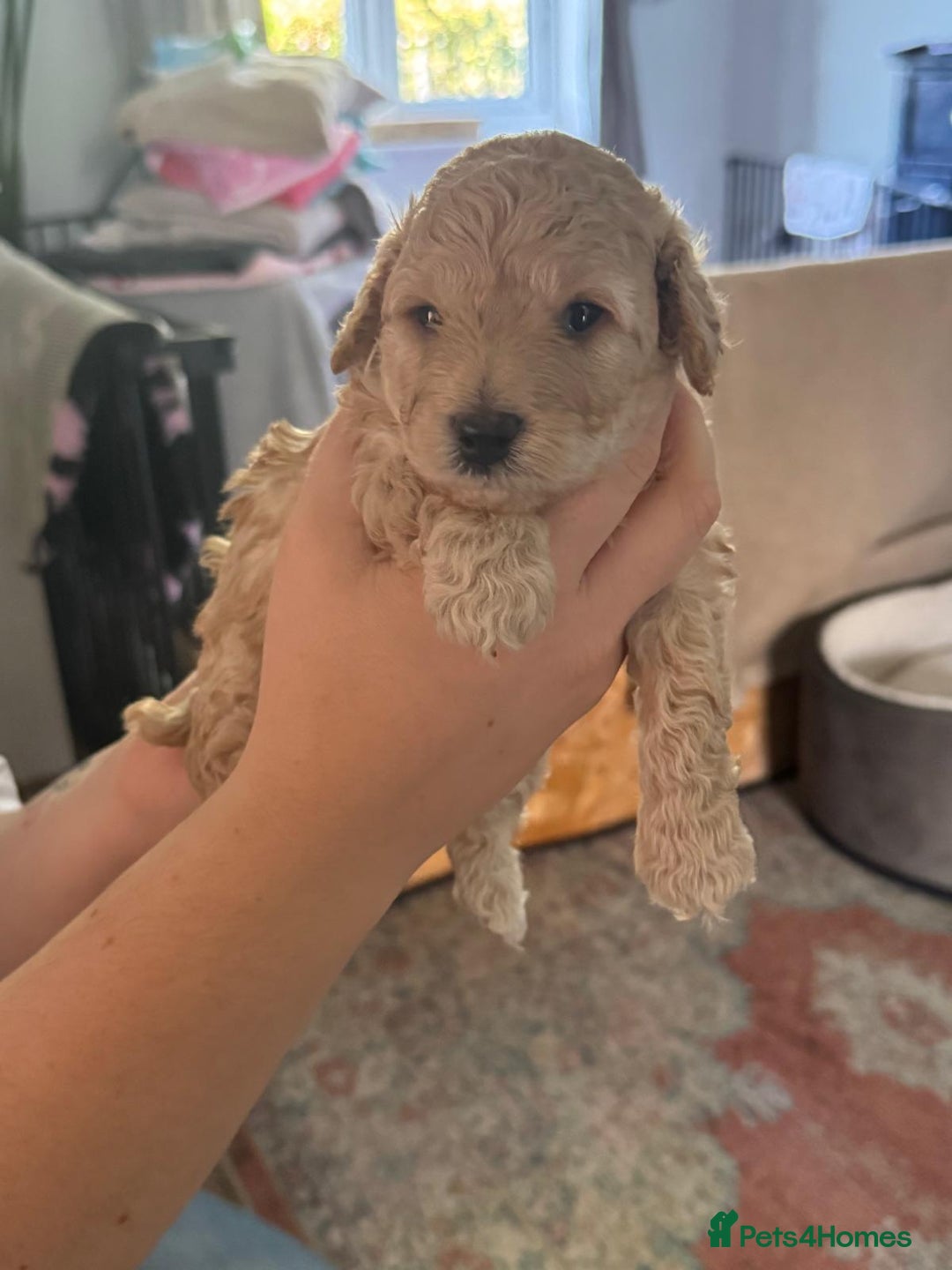 Cockapoo dogs for sale: F1BB Toy Cockapoo puppies - Image 12