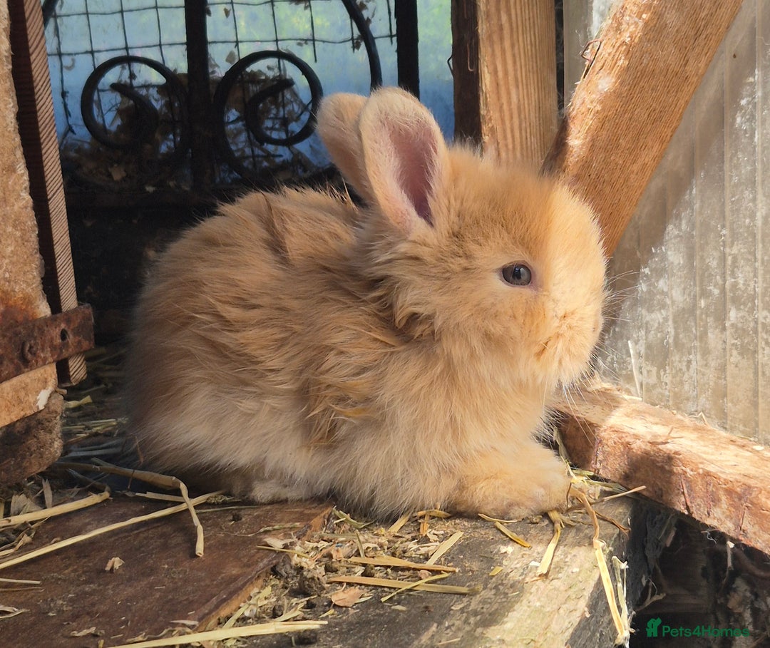 Angora rabbits for sale: Gorgeous Pedigree Full Faced Angora  - Image 21