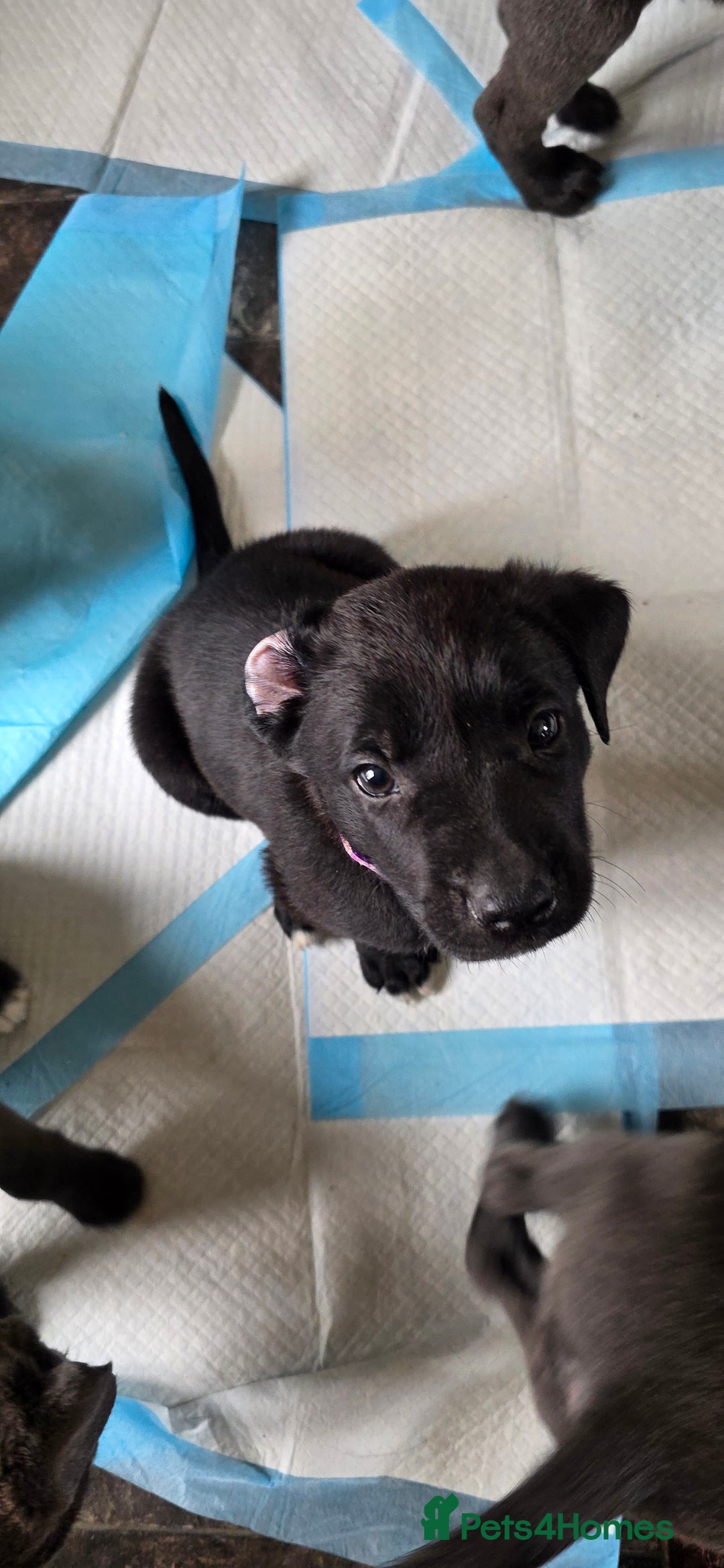 Mixed Breed dogs for sale: Adorable puppies for sale!  - Image 31