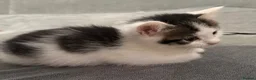 Mixed Breed cats for sale: 6 Gorgeous Kittens – Short & Fluffy –  - Advert 6