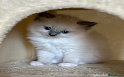 Ragdoll cats for sale: Exceptional Quality Ragdoll Kittens  - Image 8