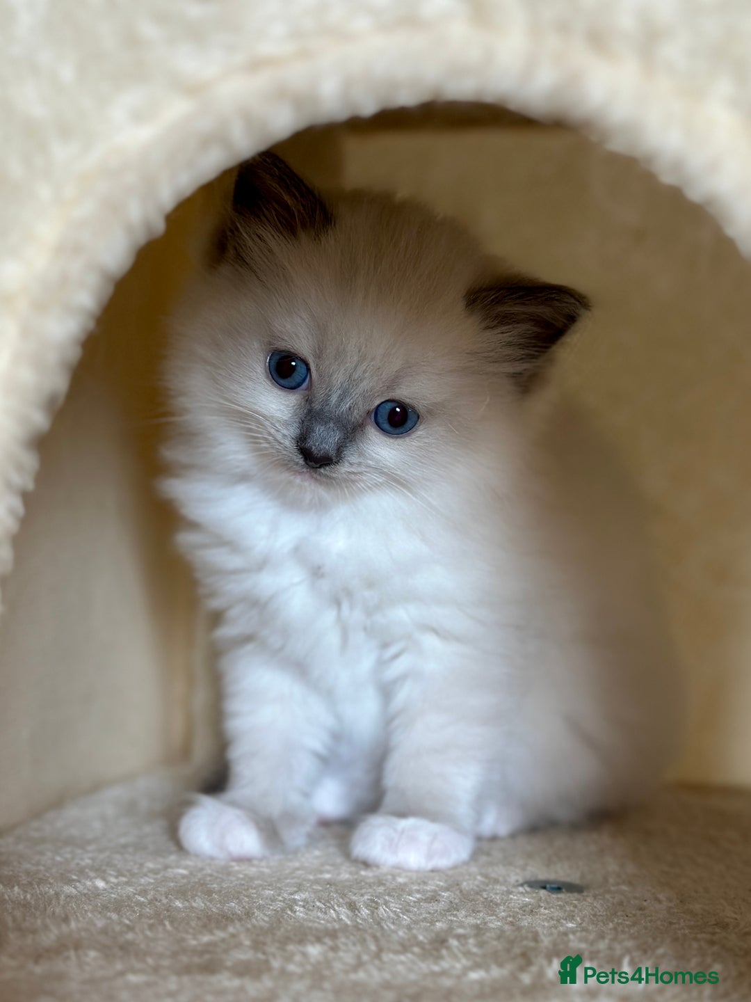 Ragdoll cats for sale: Exceptional Quality Ragdoll Kittens  - Image 8