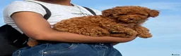 Toy Poodle dogs for sale: Beautiful Brown Female Toy Poodle Puppy – 4 Months - Advert 2