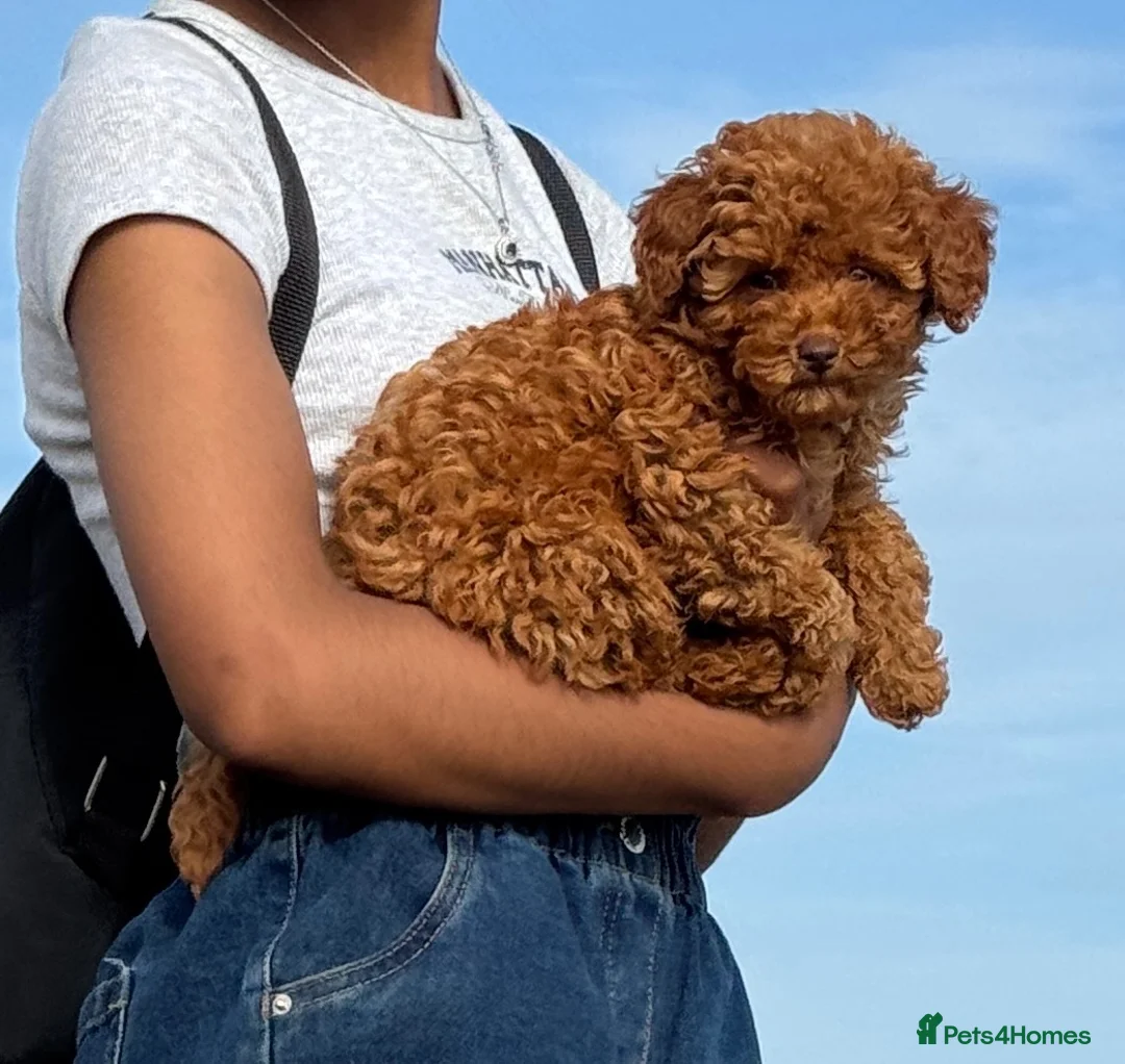 Toy Poodle dogs for sale: Beautiful Brown Female Toy Poodle Puppy – 4 Months - Advert 2