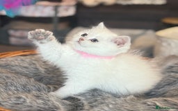 Scottish Fold cats for sale: 😻Pure breed Stunning Scottish straight angels 😻 - Image 4