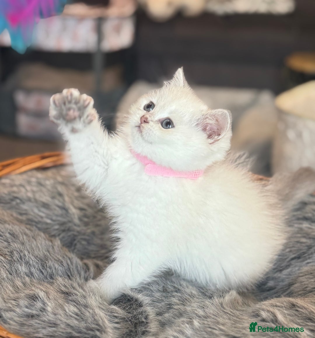 Scottish Fold cats for sale: 😻Pure breed Stunning Scottish straight angels 😻 - Image 4