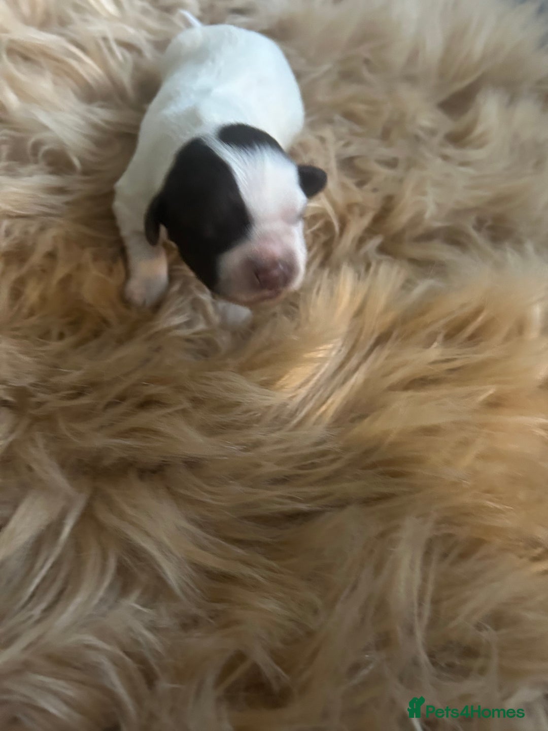 Sprocker dogs for sale: Puppies for Sale  - Advert 6