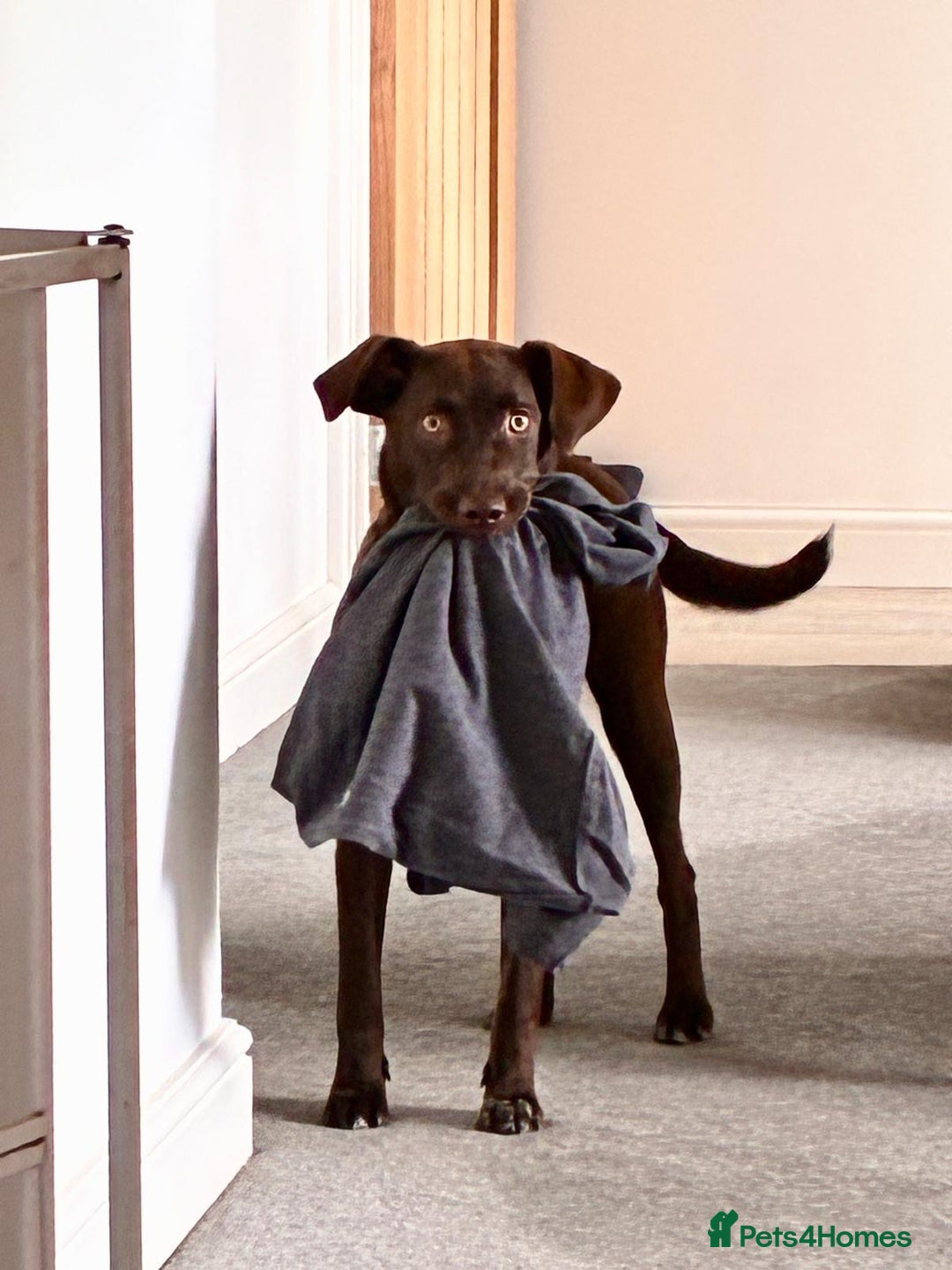 Mixed Breed dogs for adoption: Poppi chocolate Lab cross pointer - Advert 13