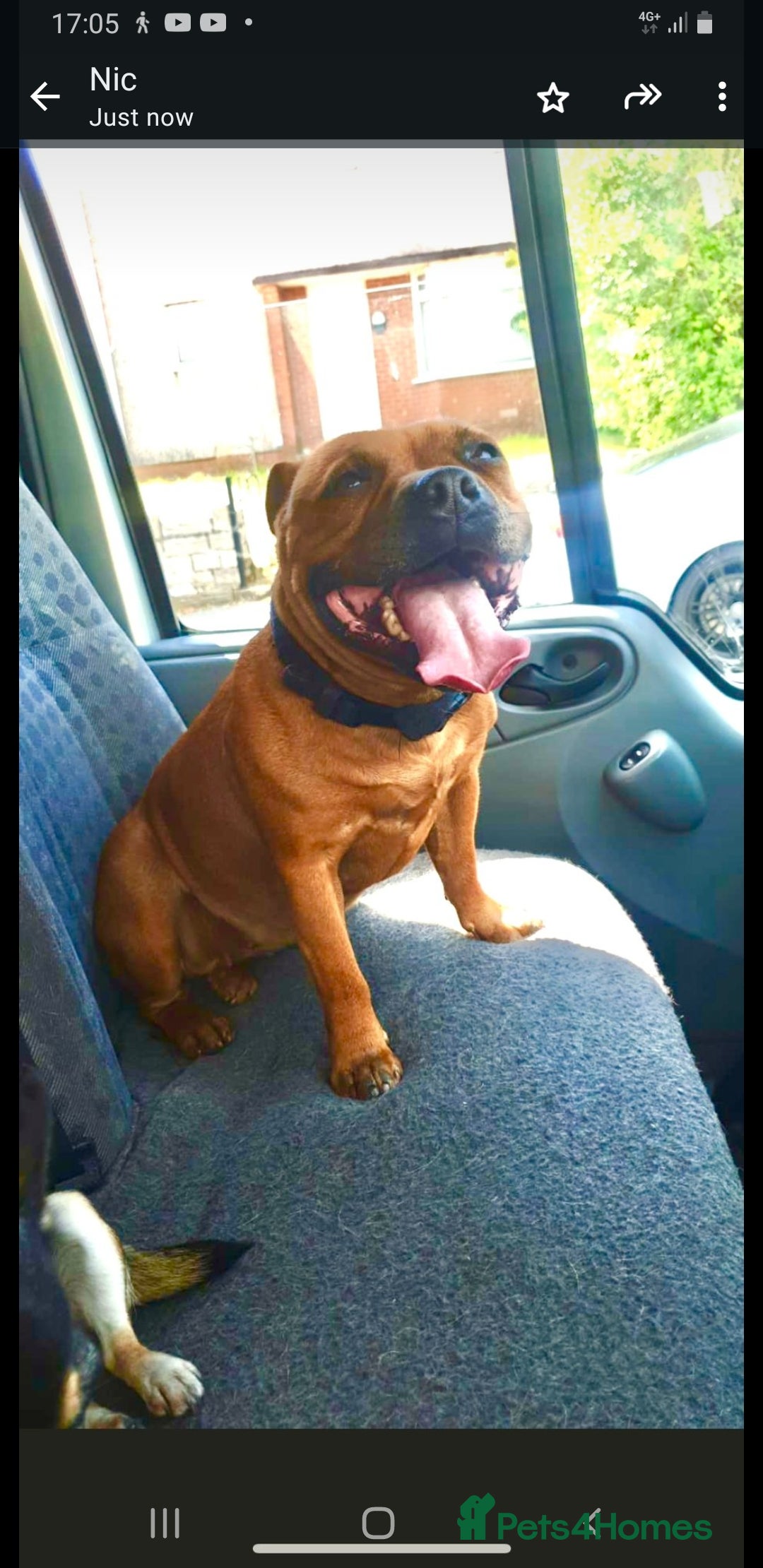 Staffordshire Bull Terrier dogs for sale: Kc red staffy girl - Advert 1