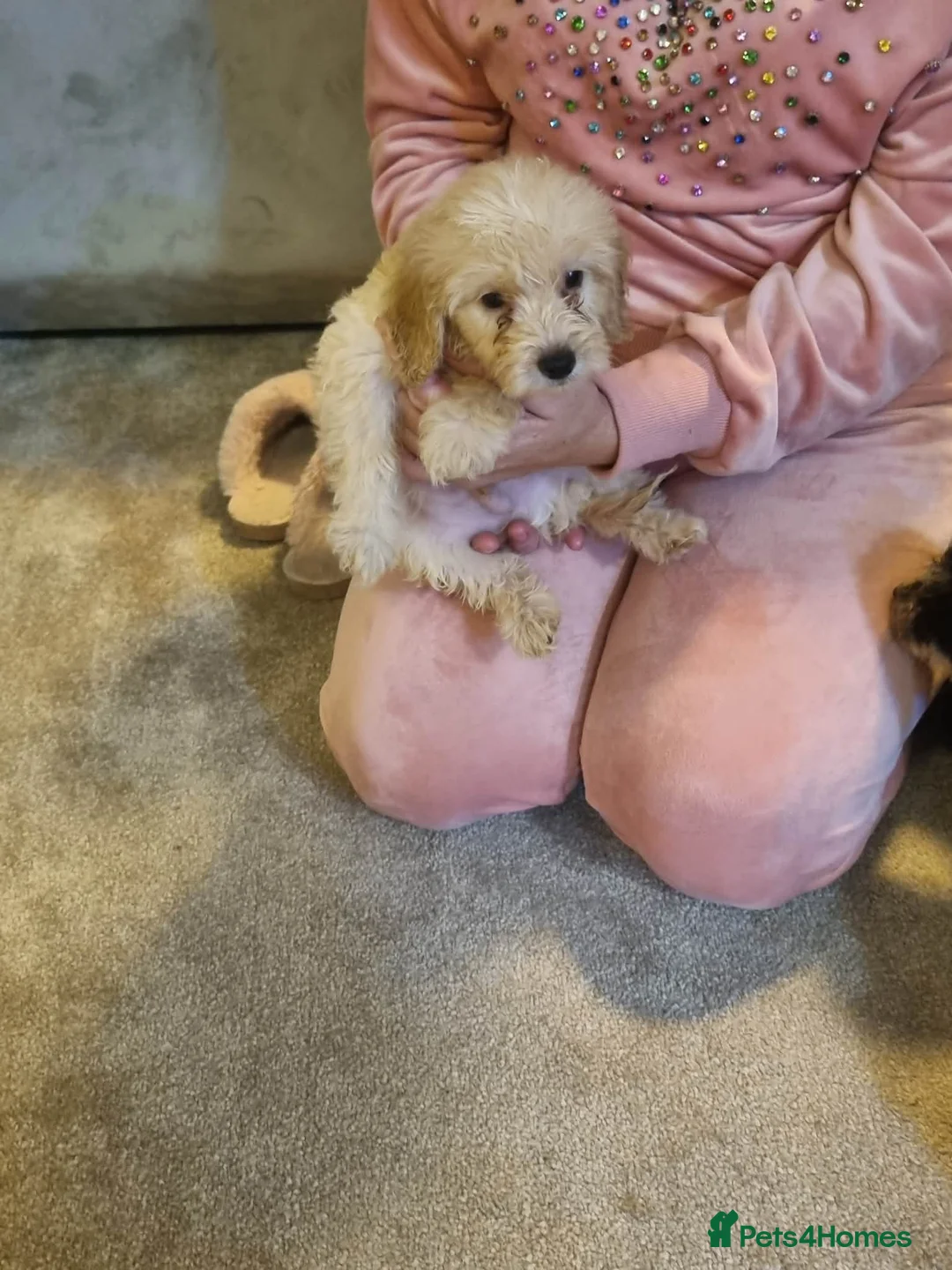 Cockapoo dogs for sale: Beautiful cockapoo  - Advert 26