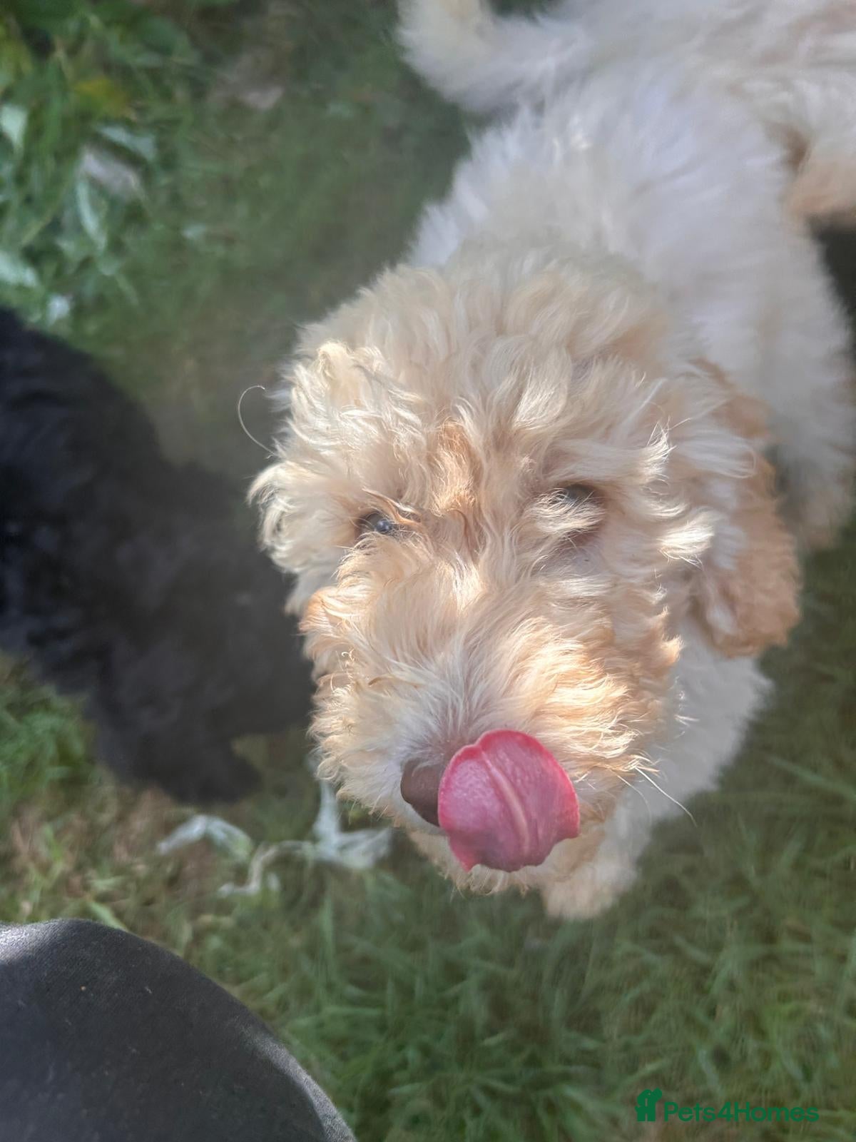 Labradoodle dogs £850 Rare multi generational labradoodle Puppies - Advert 2