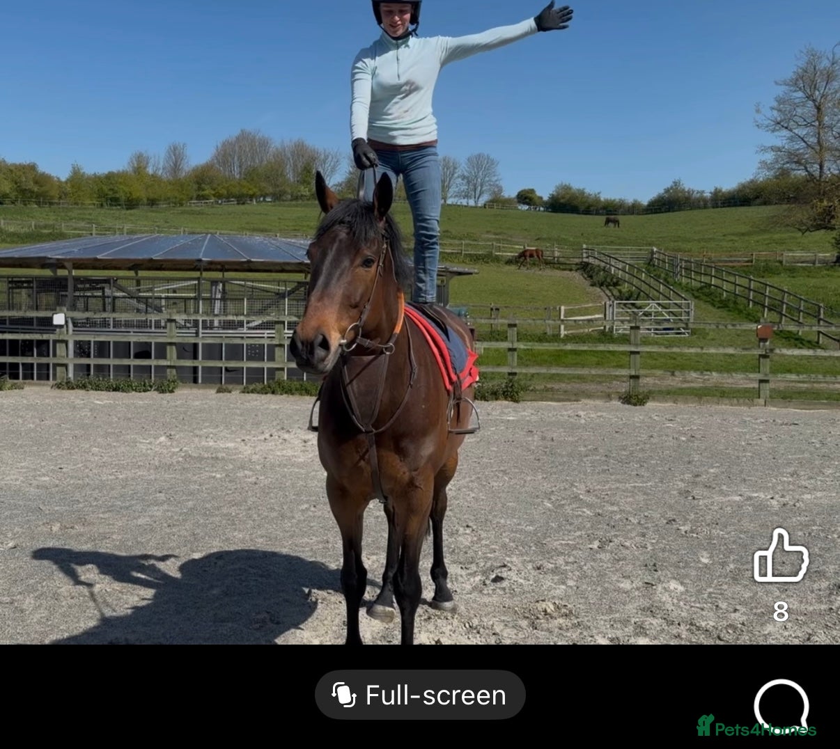 English Thoroughbred horses Louie 5 year old tb - Advert 4