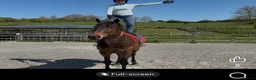English Thoroughbred horses for sale: Louie 5 year old tb - Advert 1